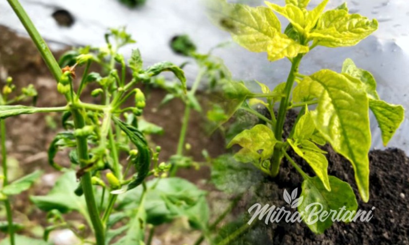 Pengendalian Keriting Daun dan Virus Kuning Cabai