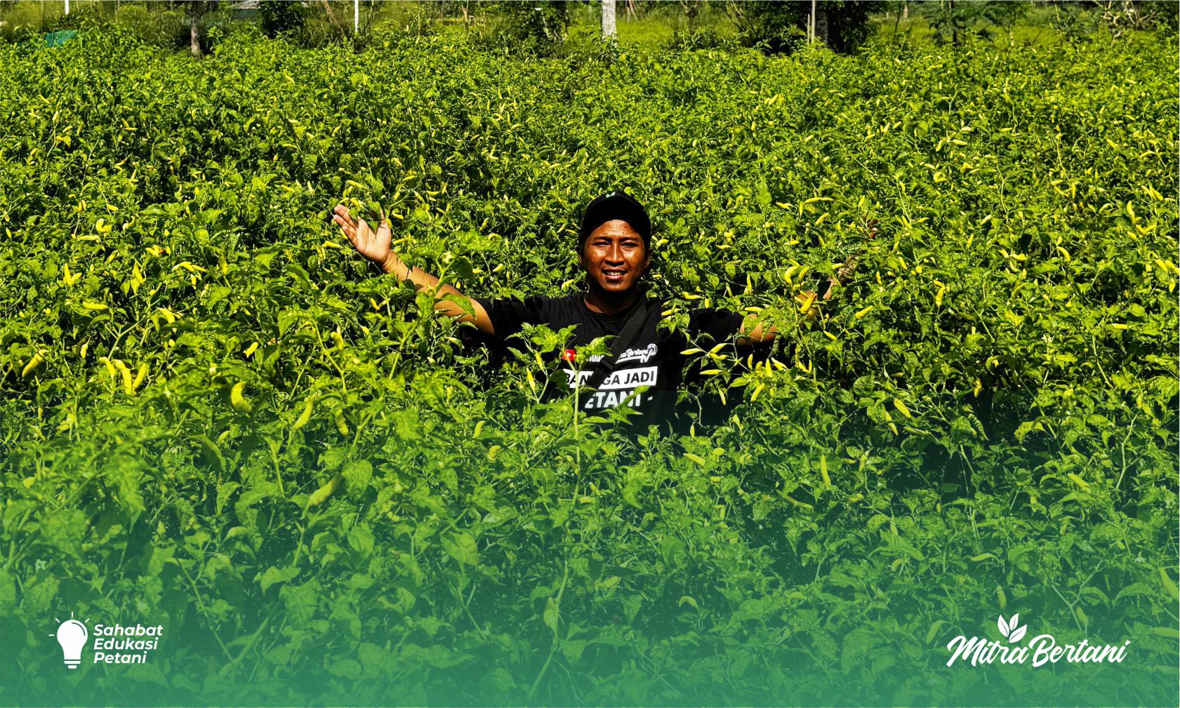 Review Benih Cabai Drone Tavi 56: Tangguh di Lahan Pesisir, Panen Berkali-kali