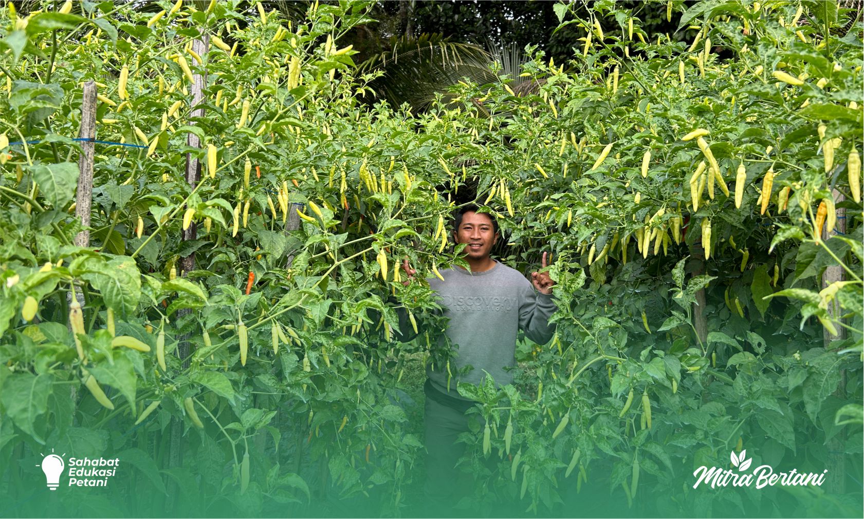 Budidaya Cabai: Cara Fermentasi Pupuk Kandang Langsung Di Lahan, Hemat, Mudah, Hasil Melimpah. 