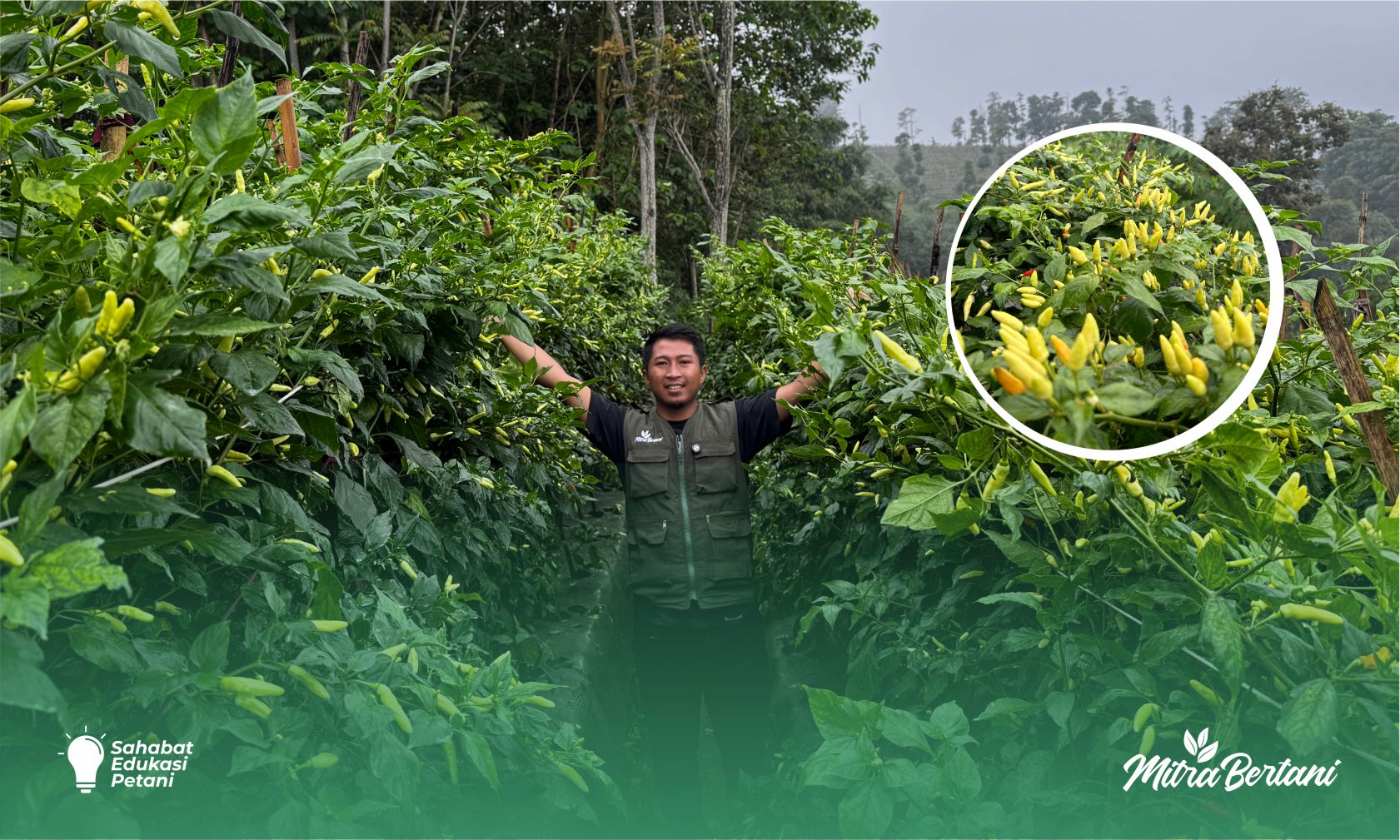 Kuat di Olah Lahan, Kuat di Hasil: Kunci Sukses Budidaya Cabai dari Olah Lahan hingga Pencegahan Pen