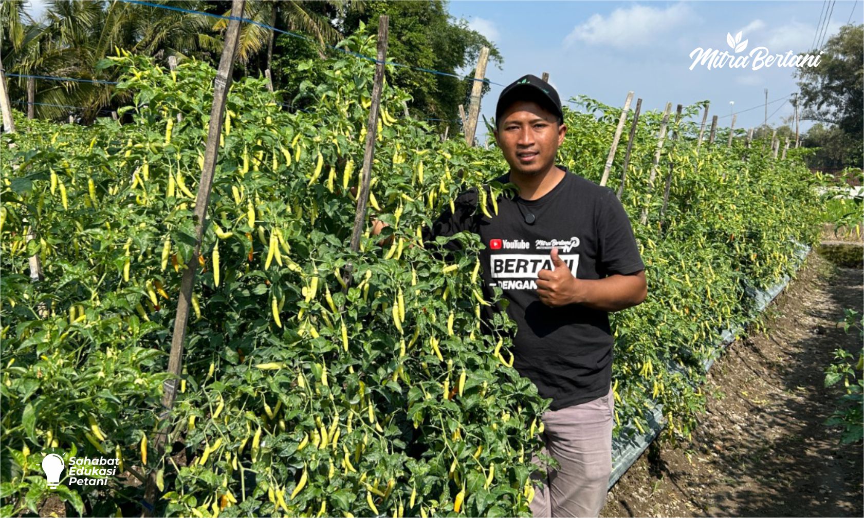 Review Benih Cabai GAGAH TAVI 705: Tanaman Gagah, Buah Jos!