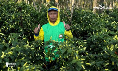 Budidaya cabai: Strategi Pemulihan Cabai Pasca Stres Versi Petani Cikajang