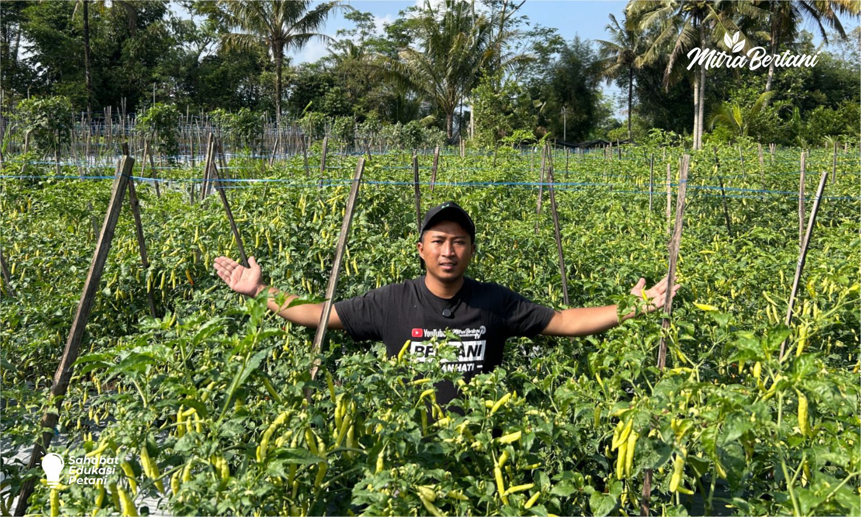 Kesalahan Kecil yang Bikin Produktifitas Cabai Singkat, Begini Cara Mengatasinya!!