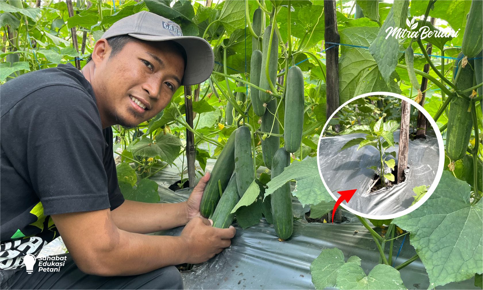 Rahasia Untung Ganda! Tumpangsari Timun dan Cabai Bikin Lahan Tetap Produktif