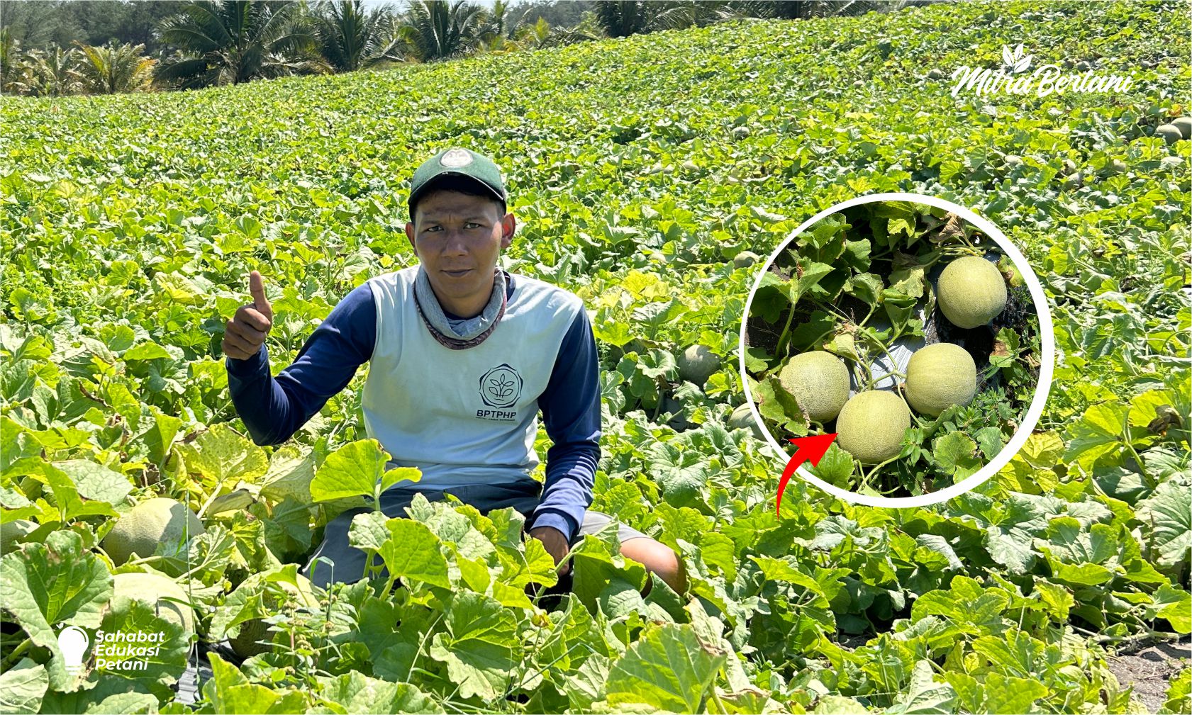 Review Benih Melon Andara 184: Varietas Baru yang Lebih Unggul, Hemat Perawatan, Panen Memuaskan