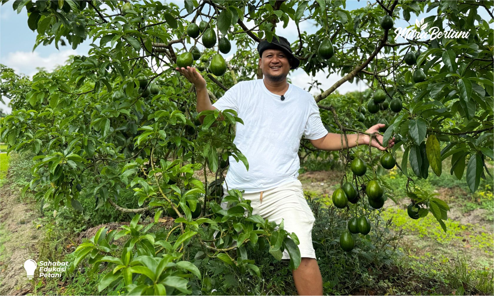 Panduan Budidaya Alpukat dengan Perawatan Minimal tapi Hasil Maksimal, Cocok Untuk Pemula