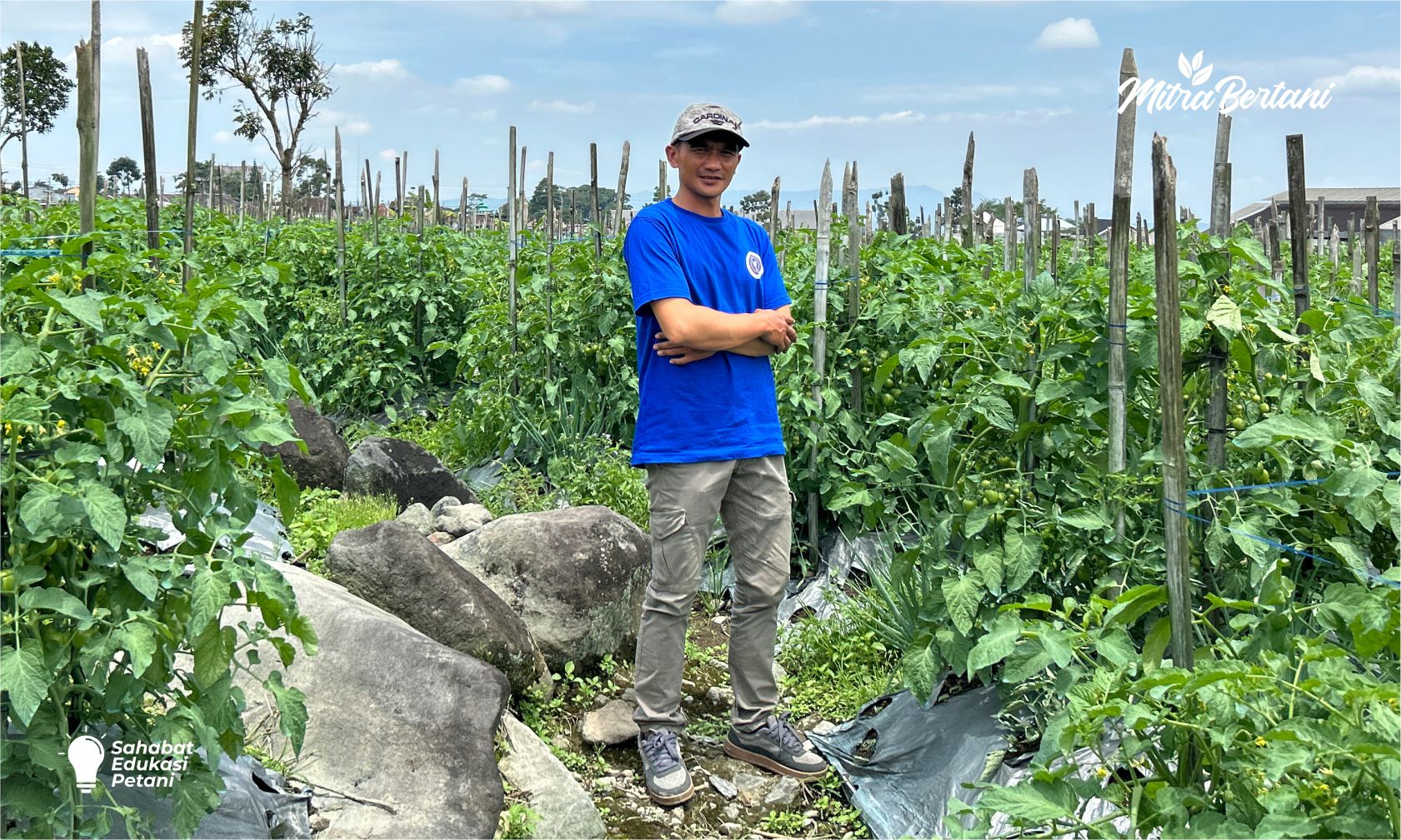 Panduan Budidaya Tomat : Petunjuk Pemupukan dan Perawatan Untuk Hasil Maksimal