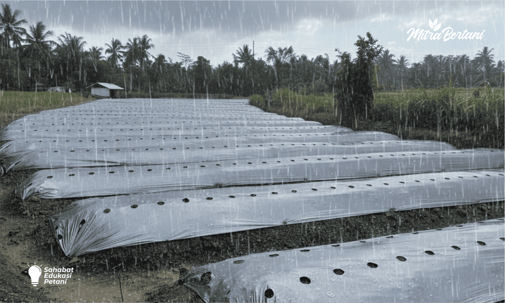 10 Kesalahan budidaya cabai di musim penghujan