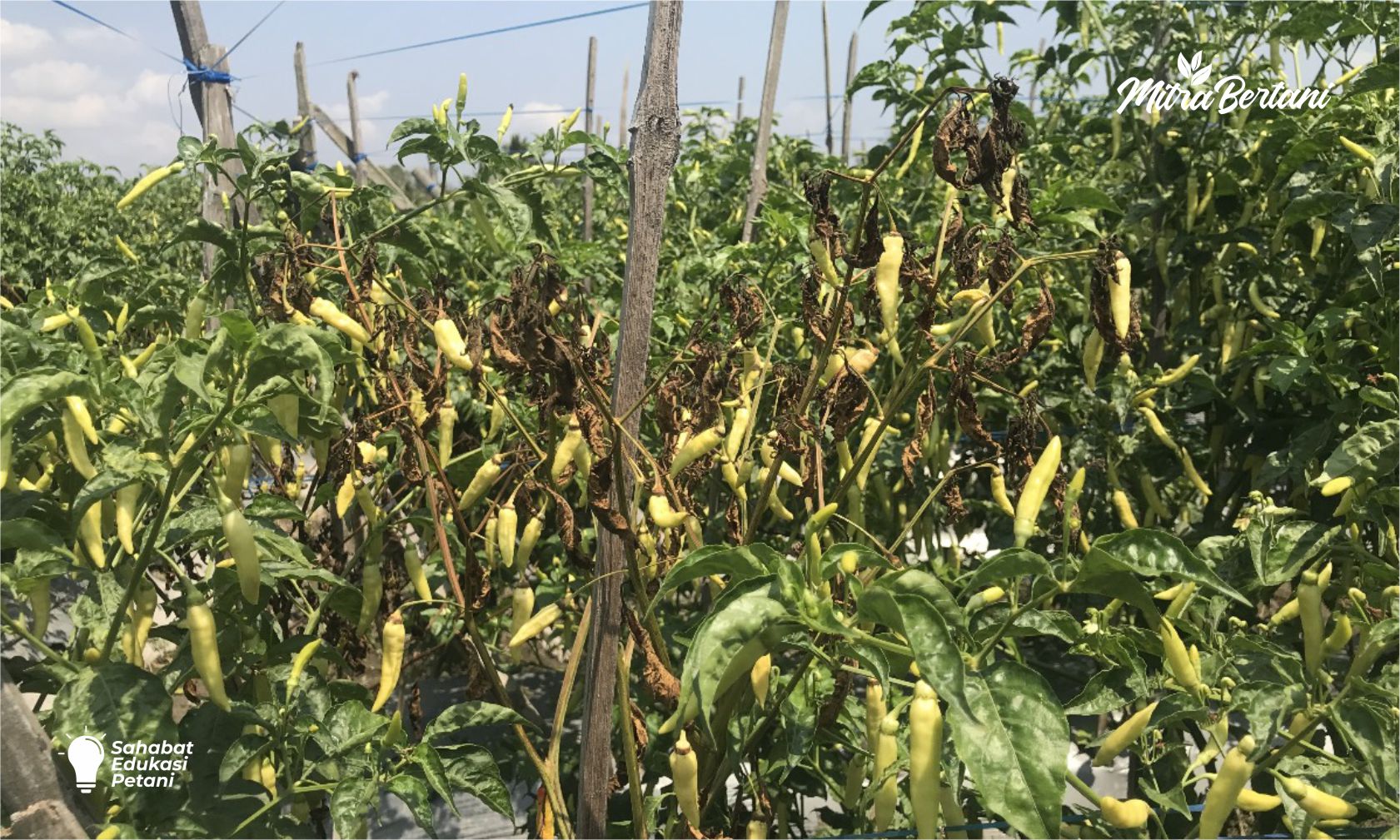 4 Cara Ampuh Cegah Penyakit Cabai di Musim Hujan