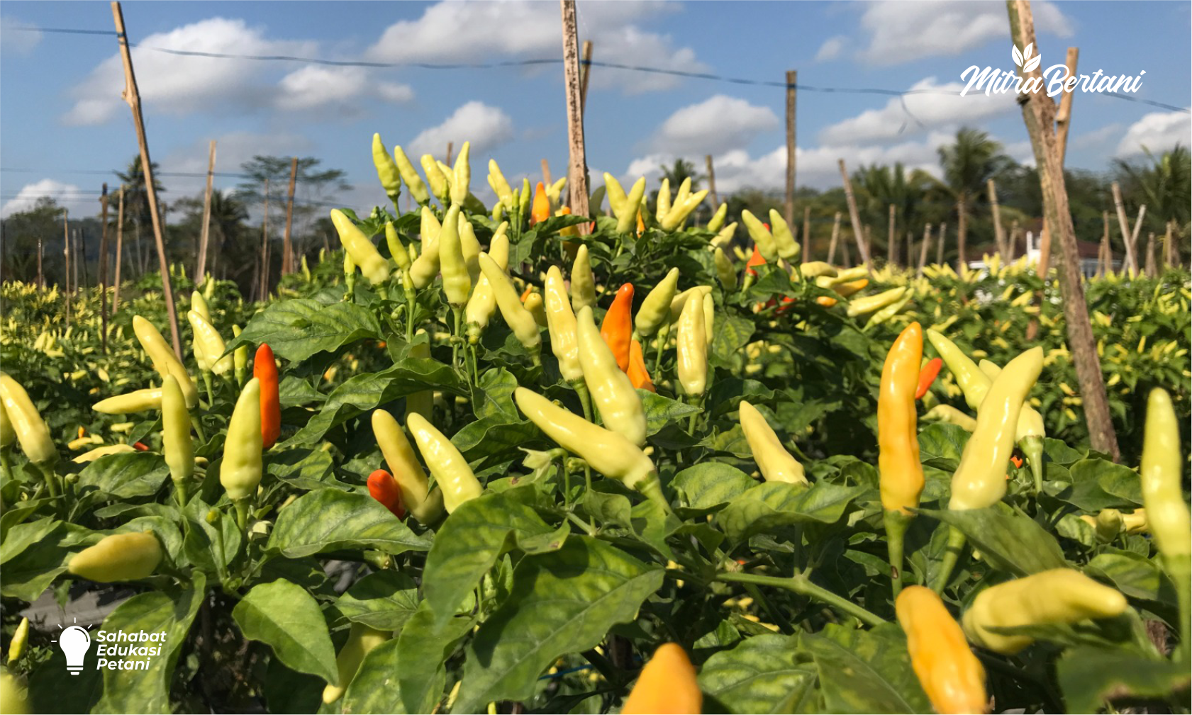 4 Kriteria Varietas Cabai yang Cocok Ditanam Di Musim Hujan