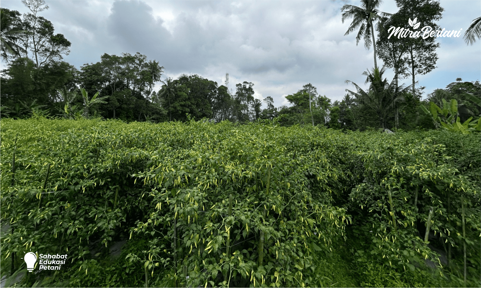 Rekomendasi Cabai Rawit Tahan Virus yang Cocok untuk Dataran Rendah - Menengah