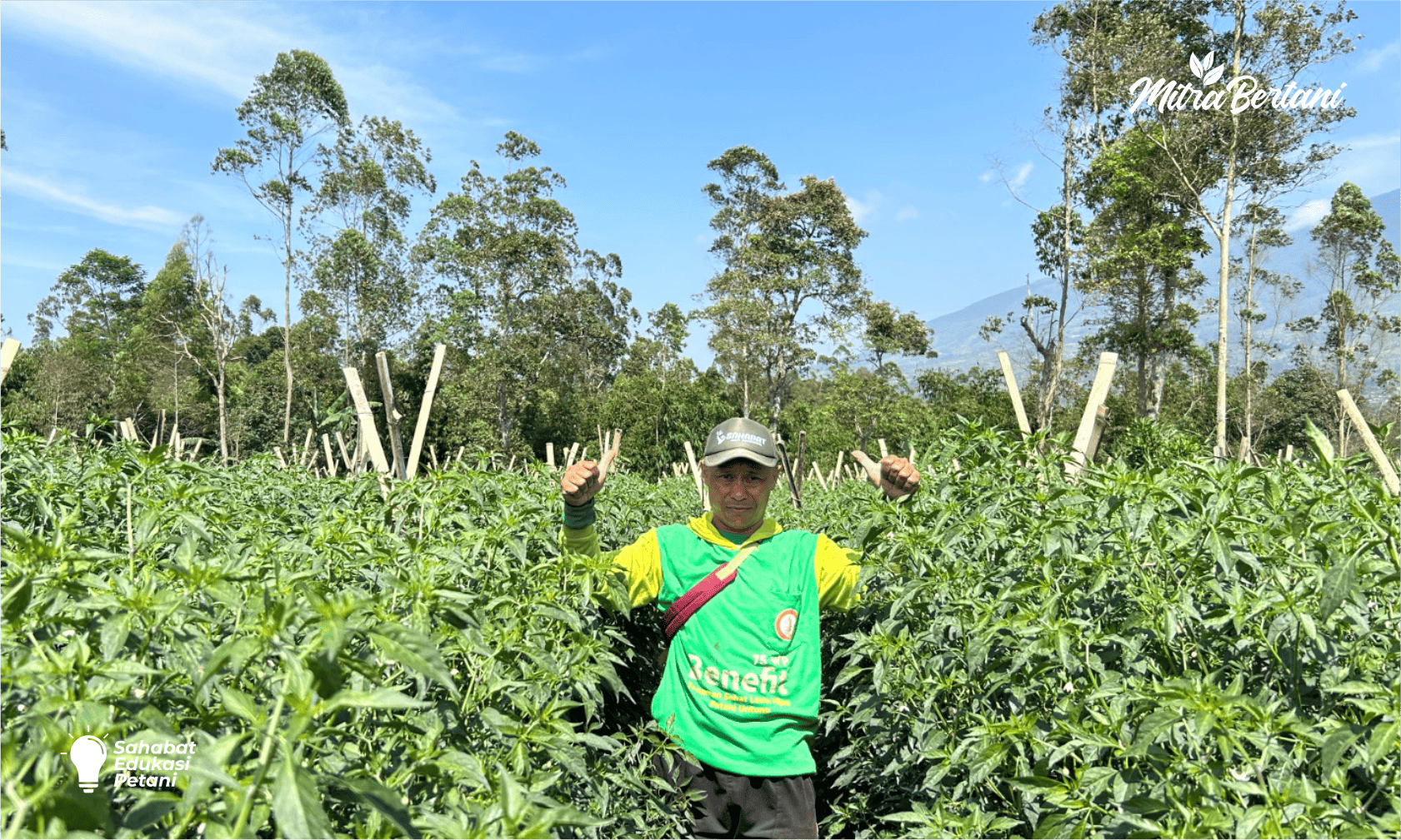Rekomendasi Benih CMK Super Istimewa, Cocok Di Dataran Tinggi