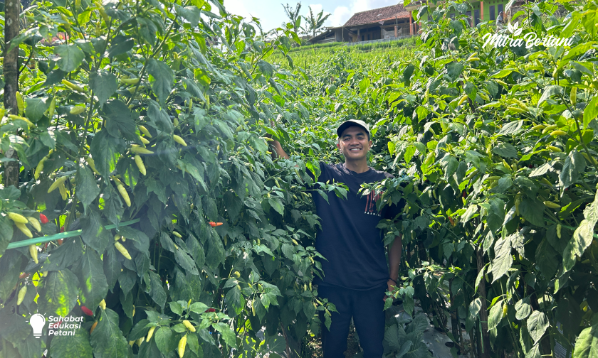 Panduan Lengkap Menanam Cabai Agar Tumbuh Sehat, Buah Lebat, Besar, dan Padat