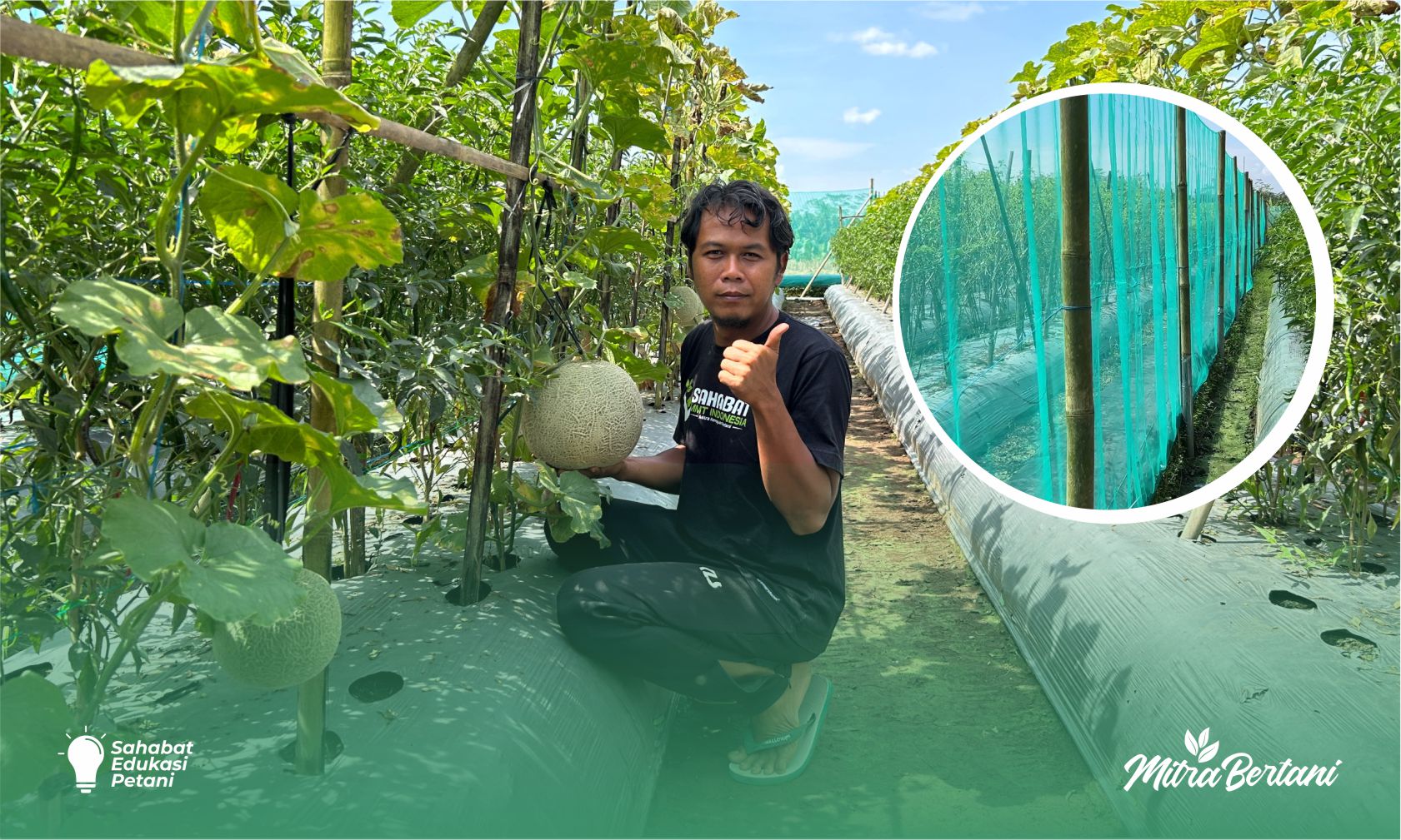 Tumpangsari CMK & Melon Sebagai Solusi Petani Masa Kini: Efisien, Modern, dan Tahan Hama