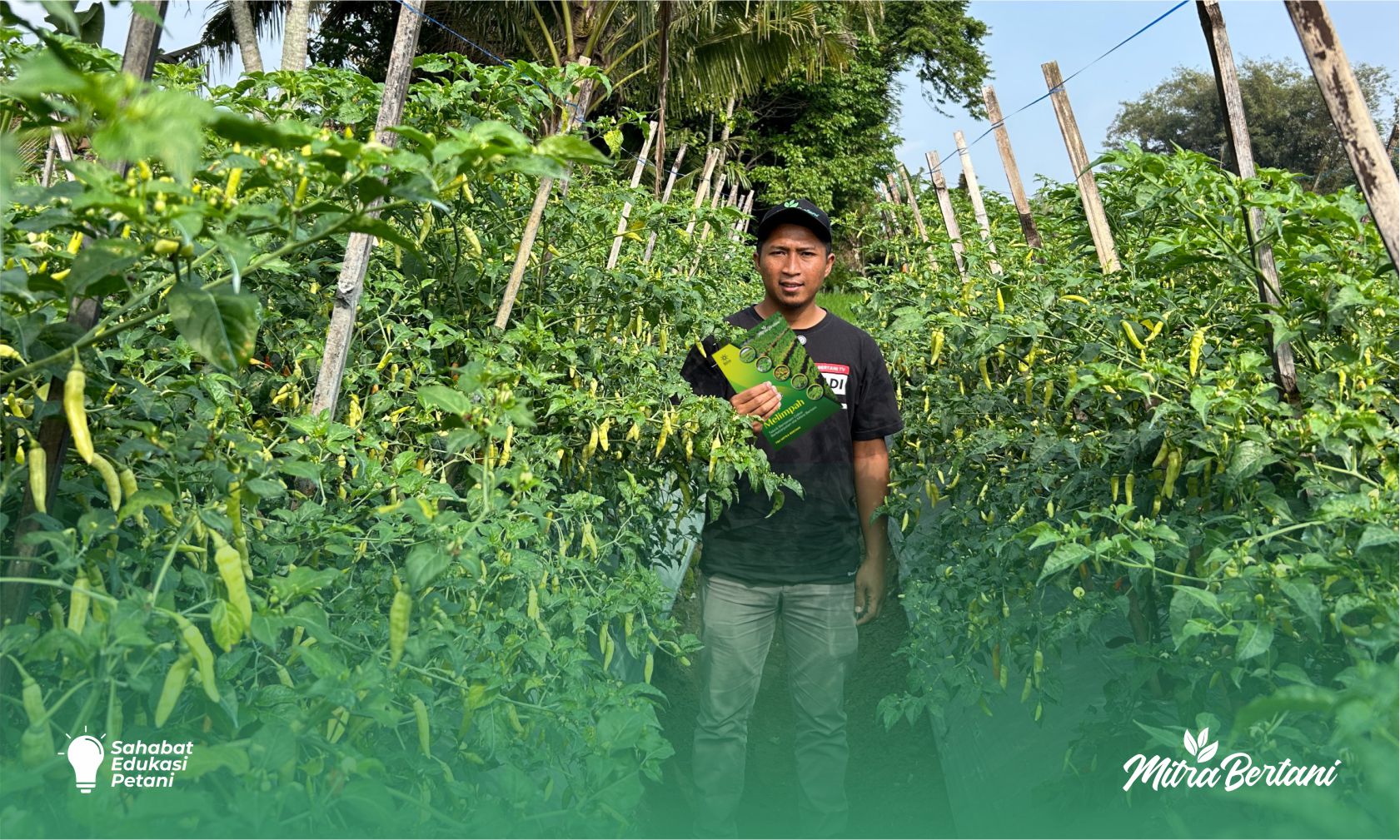 Tantangan Cuaca Ekstrem, Lahan Mitra Bertani Tetap Tangguh dengan Asam Amino dan Mikoriza