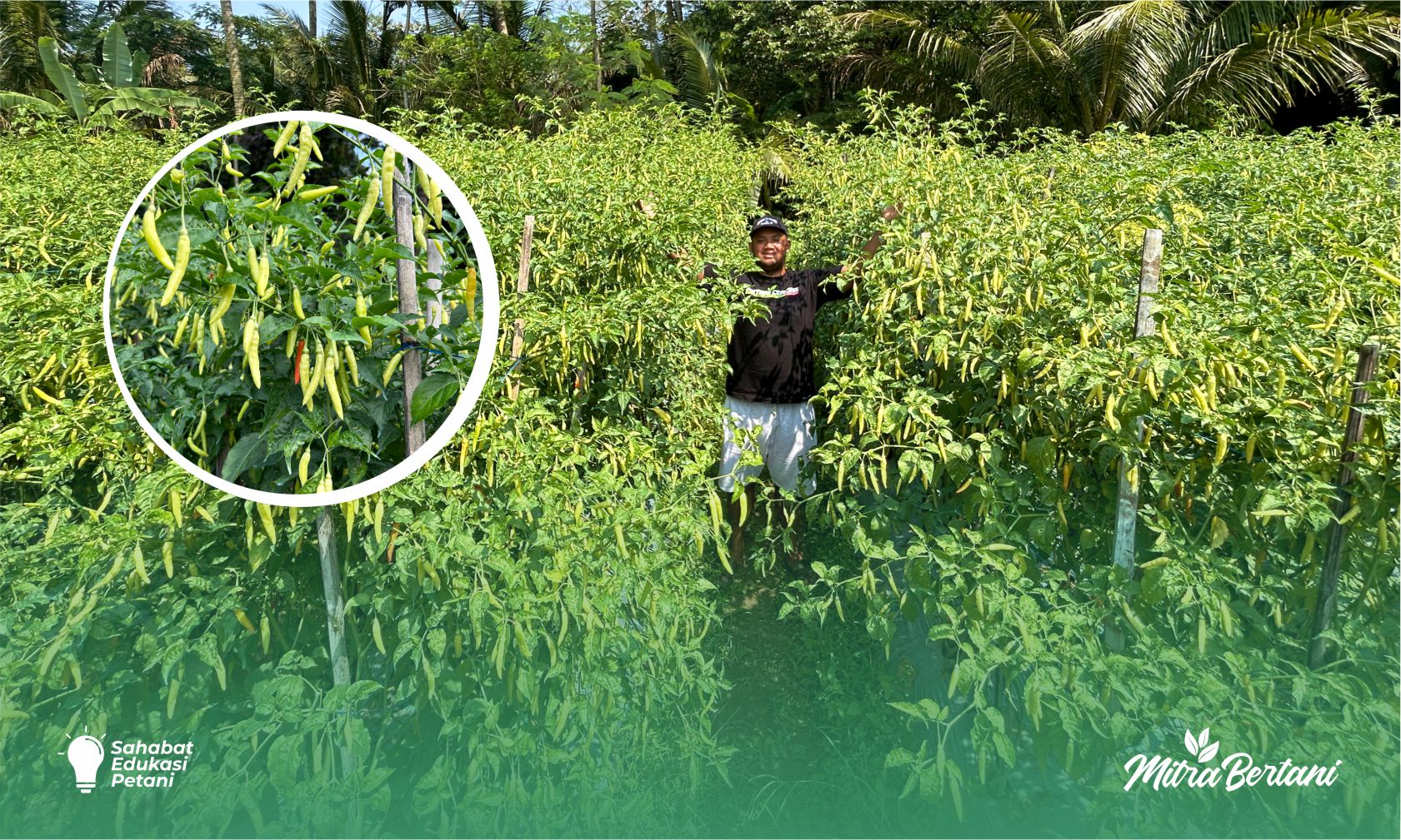 Ketangguhan Cabai Absolut 69: Pilihan Petani yang Tak Sekadar Untung, tapi Juga Tahan Uji