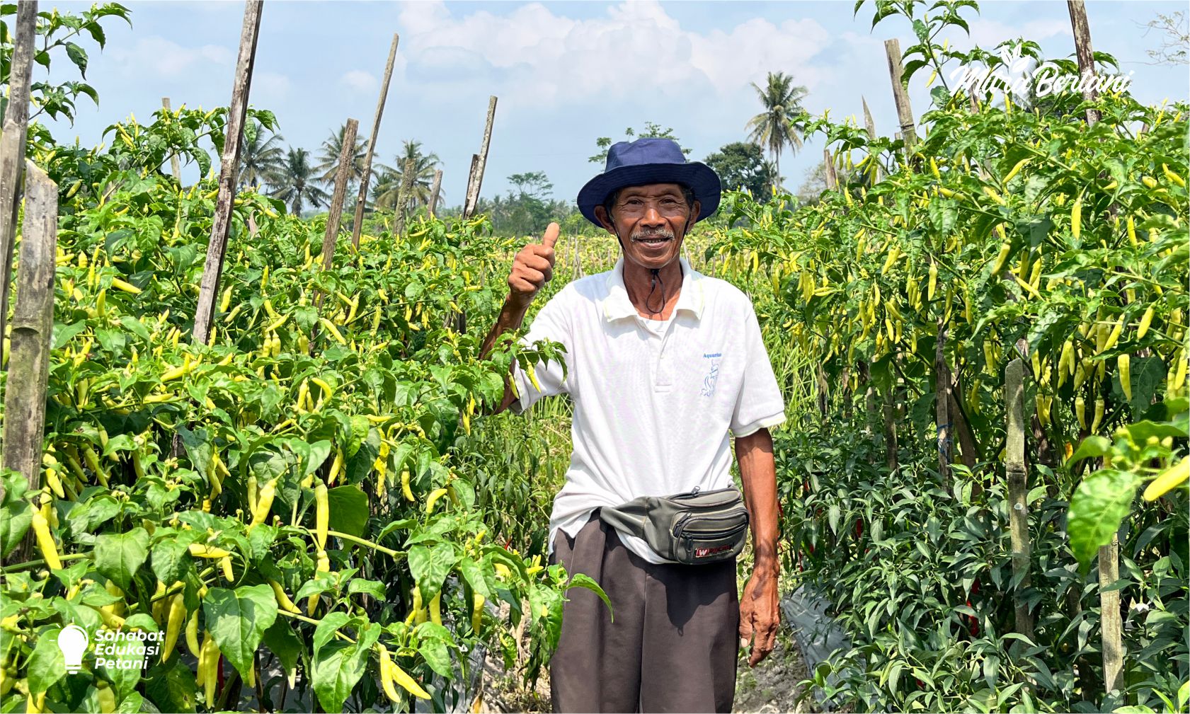 Cara Mencegah Kematian Cabai Tahan Virus di Musim Hujan
