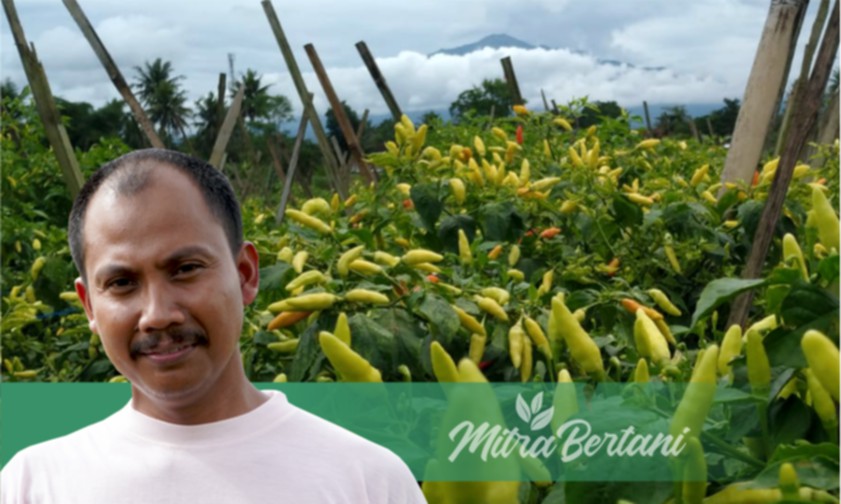 Tanaman Pendek, Buah  Lebat, Bebas Antraknosa, Busuk Batang & Layu