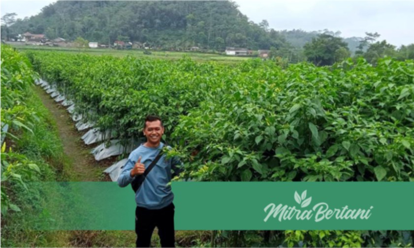 Belajar Budidaya Cabai dari Seorang Master Cabai