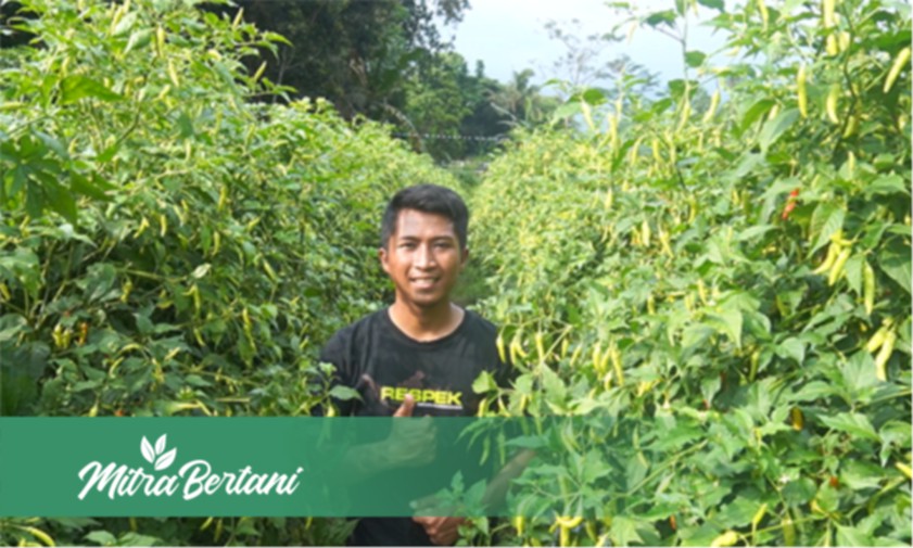 Cabai ini Mulai Unjuk Gigi, Tetap Prima dan Lebat !! Meski Terserang Virus Kuning Sekalipun