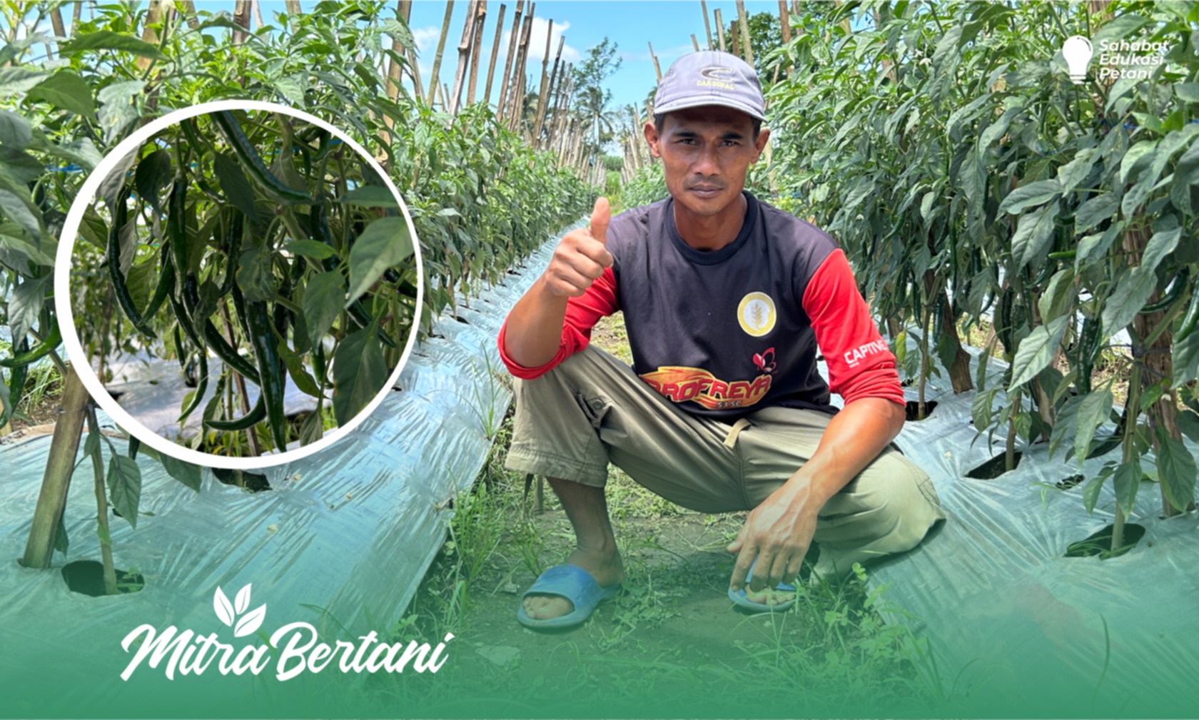 Budidaya Cabai Besar : Pemulihan Pasca Serangan Keriting dan Virus