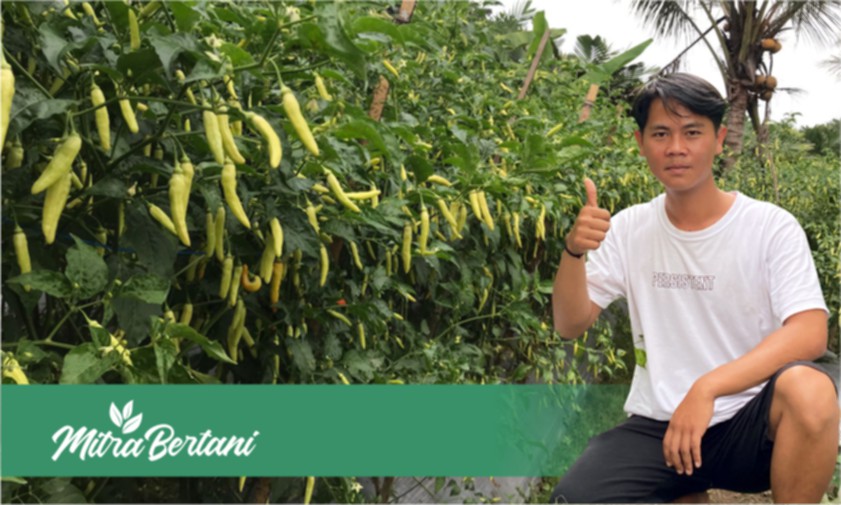 Rekomedasi Varietas Cabai Rawit : Tahan Virus, Buah Lebat dan Bebas Penyakit