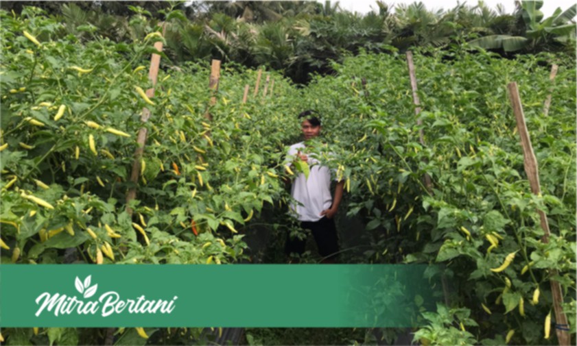 Sukses Budidaya Cabai : Perawatan Efektif Menciptakan Tanaman Berkualitas