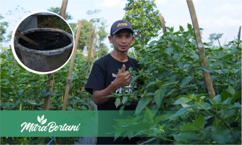 Perawatan Cabai : Minim Dosis Pupuk Kimia Hasilnya Tidak Membuat Kecewa