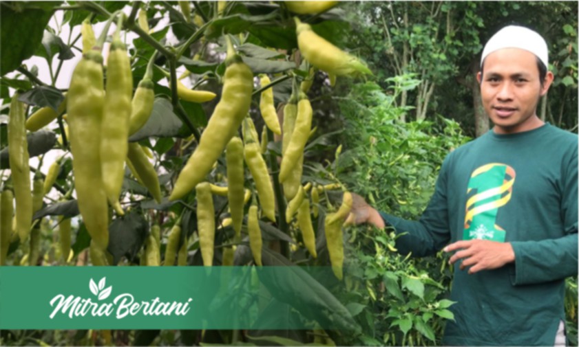 Pola Tanam Cabai : Jarak Tanam Nekat Berdekatan Hasil Malah Menguntungkan