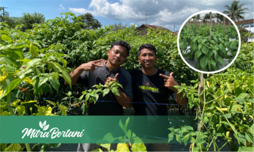 Menolak Menyerah! Evaluasi, Solusi dan Eksekusi untuk Hasil Tanaman Lebih Baik