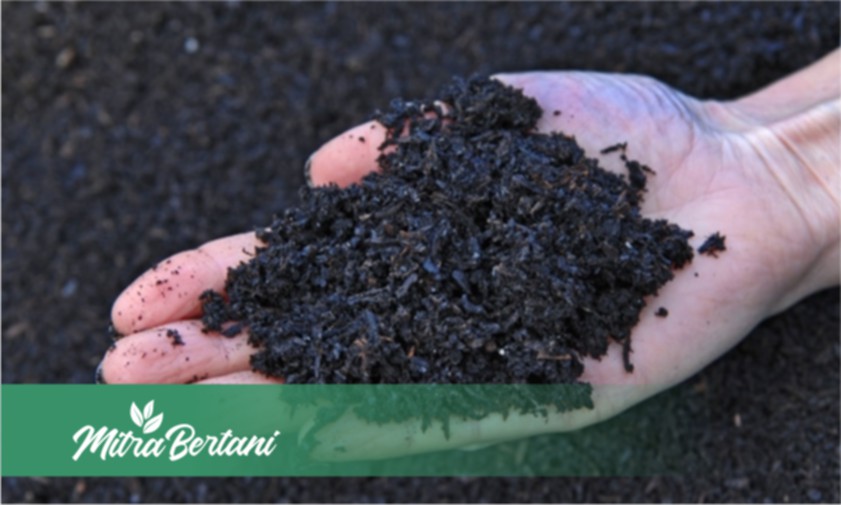Biochar : Karbon Stabil Pembenah Tanah Masa Depan Pertanian