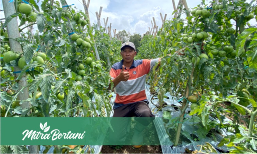 Kiat Budidaya Tomat ! Resiko Kegagalan Rendah dengan Perawatan Tepat dan Murah