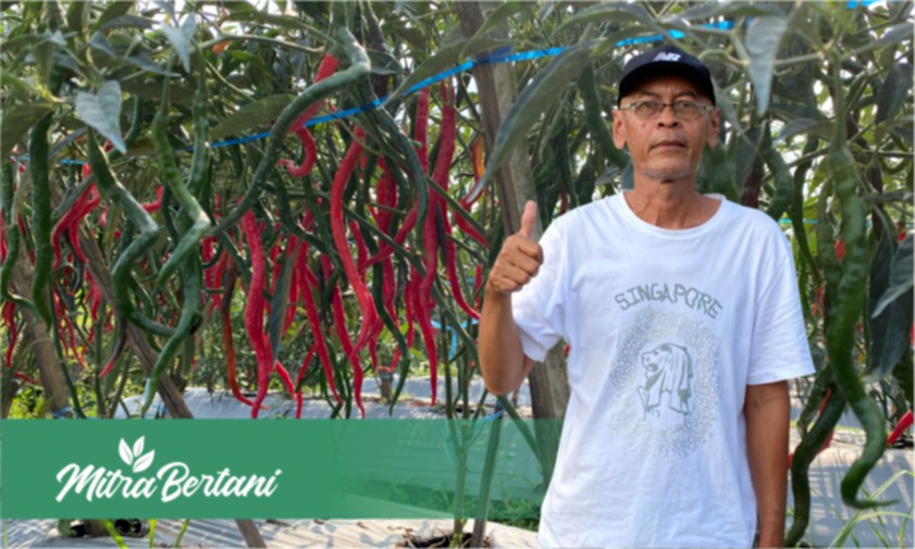 Budidaya Cabai Merah Keriting : Metode Tepat dan Hemat Versi Senior Petani CMK