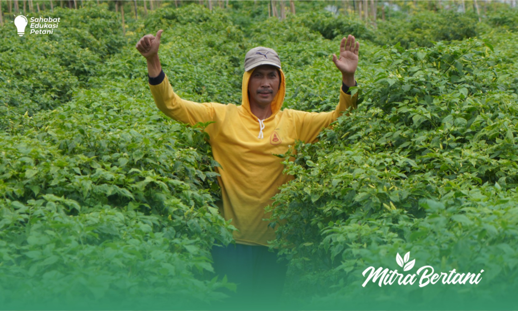 Budidaya Cabai : Solusi Masalah Rontok Bunga dan Keriting Daun