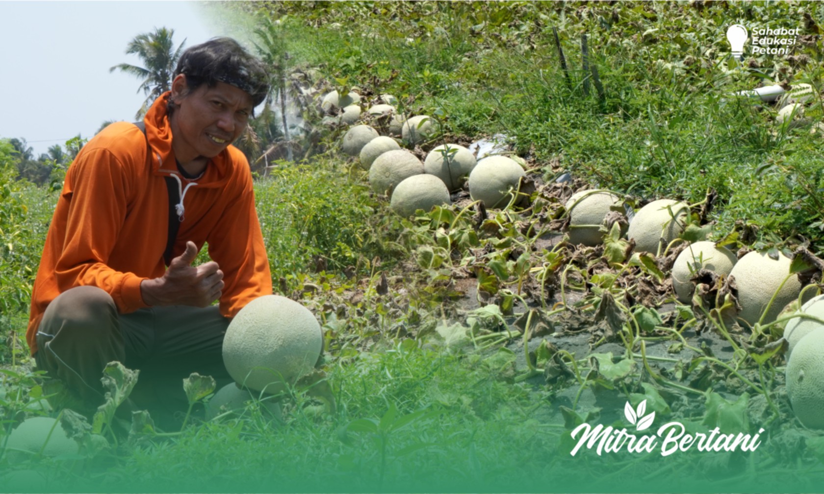 Budidaya Melon : “Menjawab Keraguan” Varietas ini Mampu Tumbuh Baik di Area Pesisir