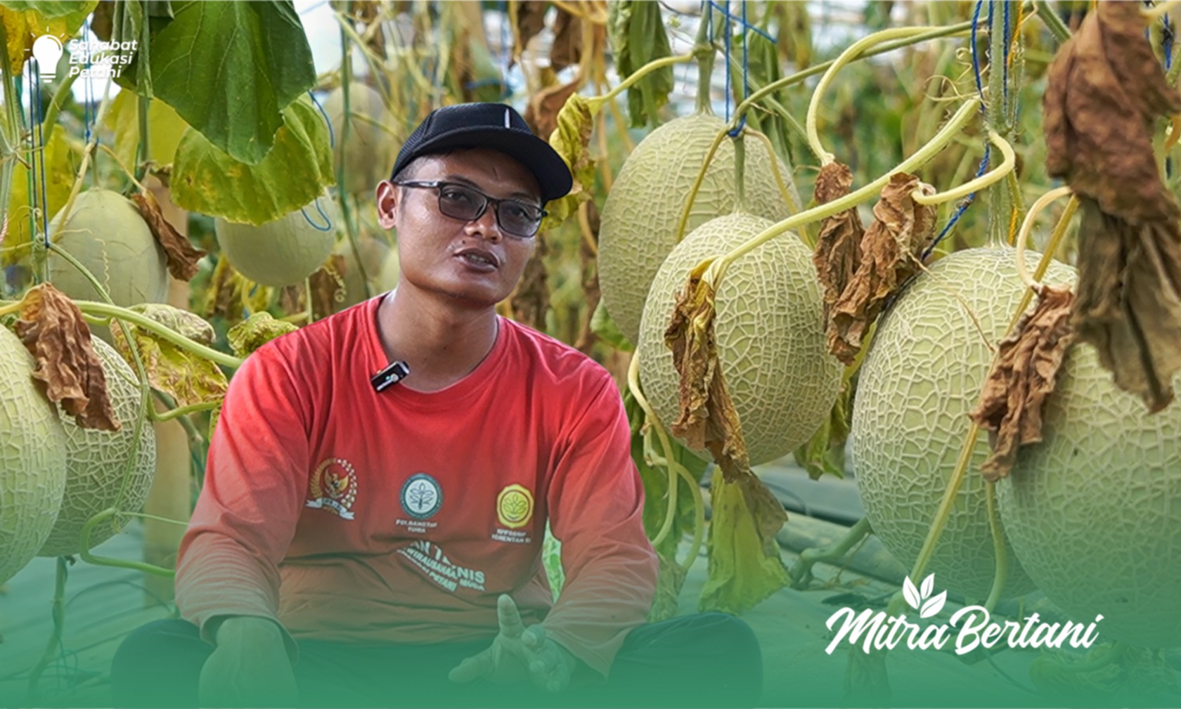 Budidaya Melon : Jelajahi Mudahnya Perawatan Tanaman Melon di Greenhouse
