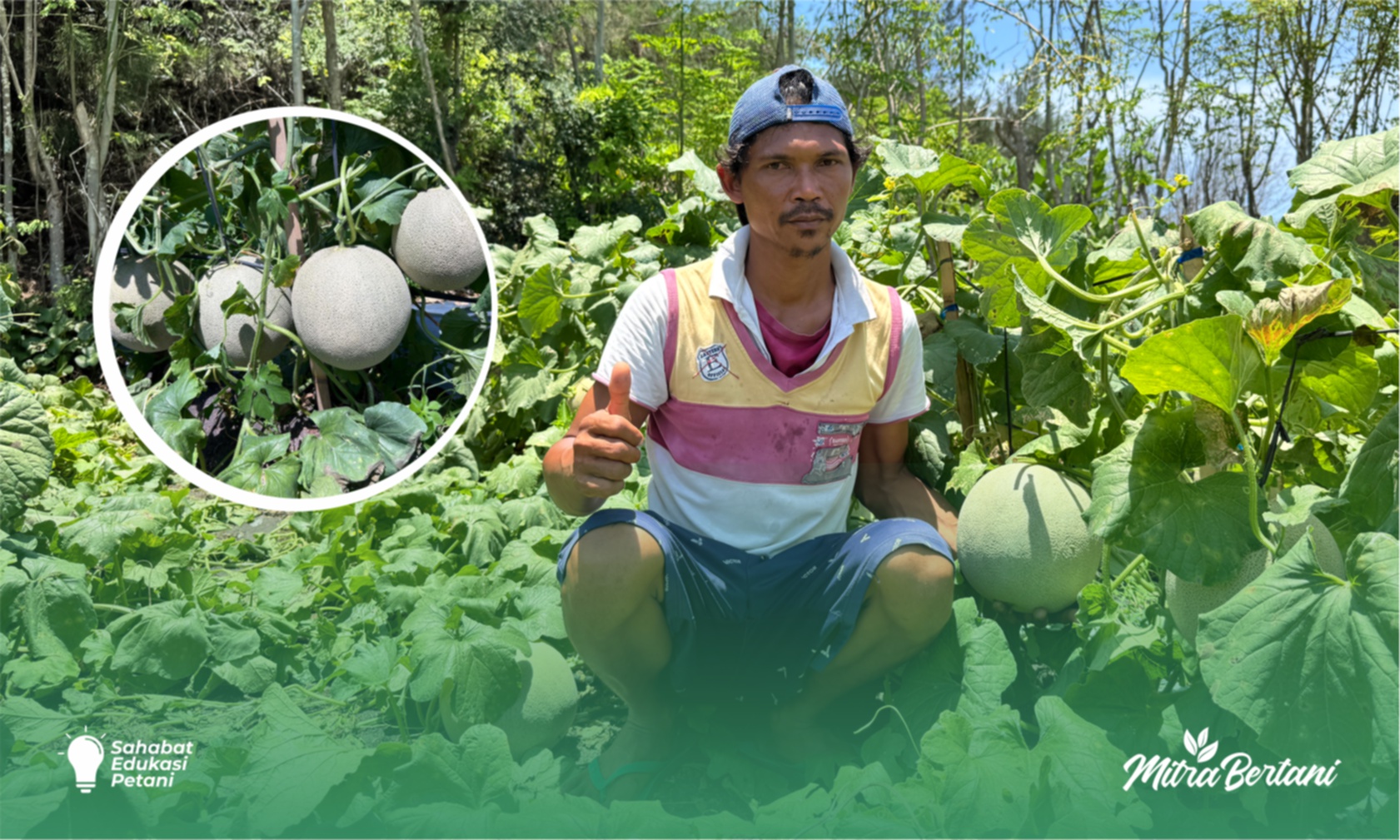 Budidaya Melon : Satu Tanaman Isi 5 Buah dengan Kualitas Super