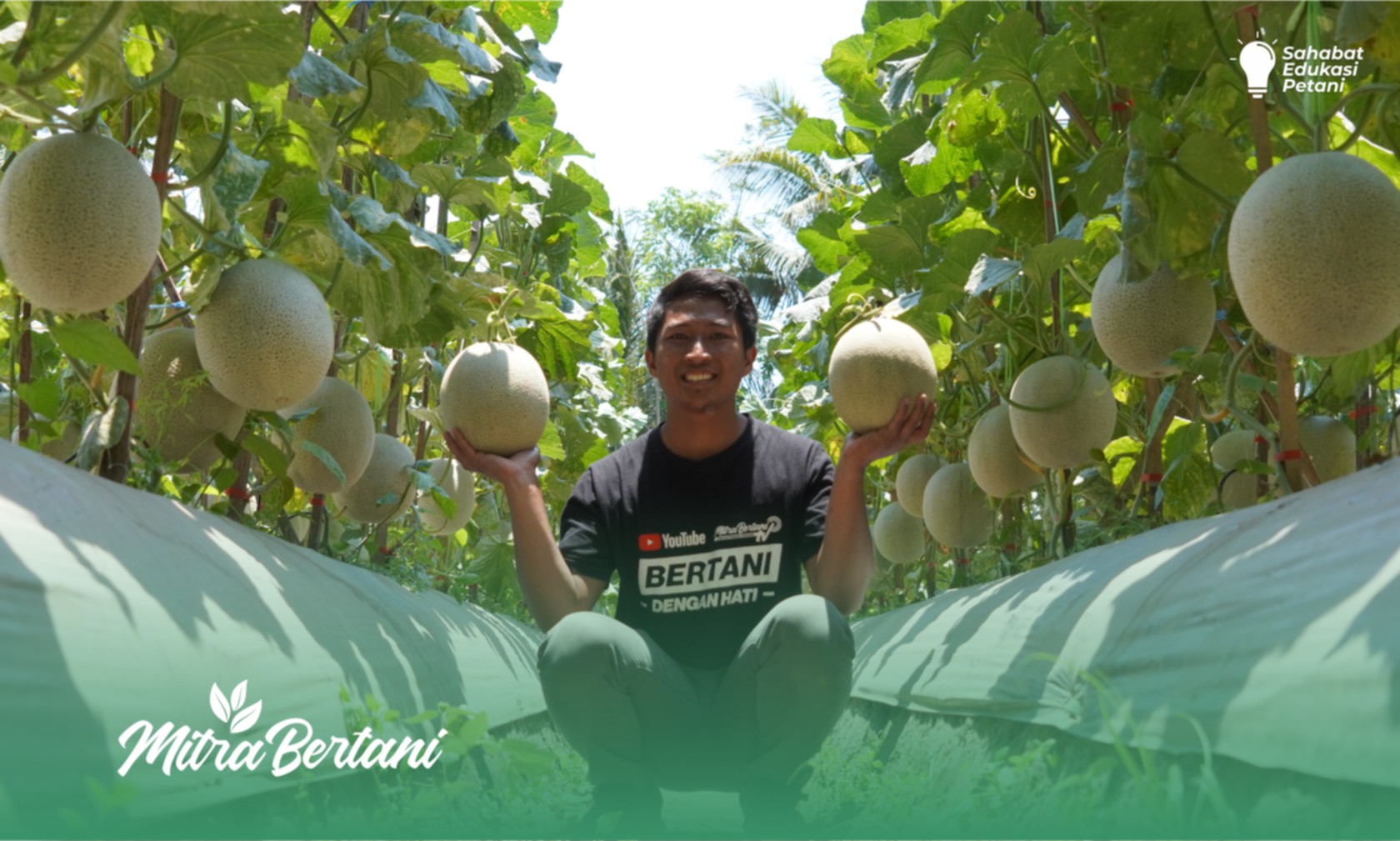 Budidaya Melon : Tanaman Sehat adalah Pilar Utama Suksesnya Bertani Melon