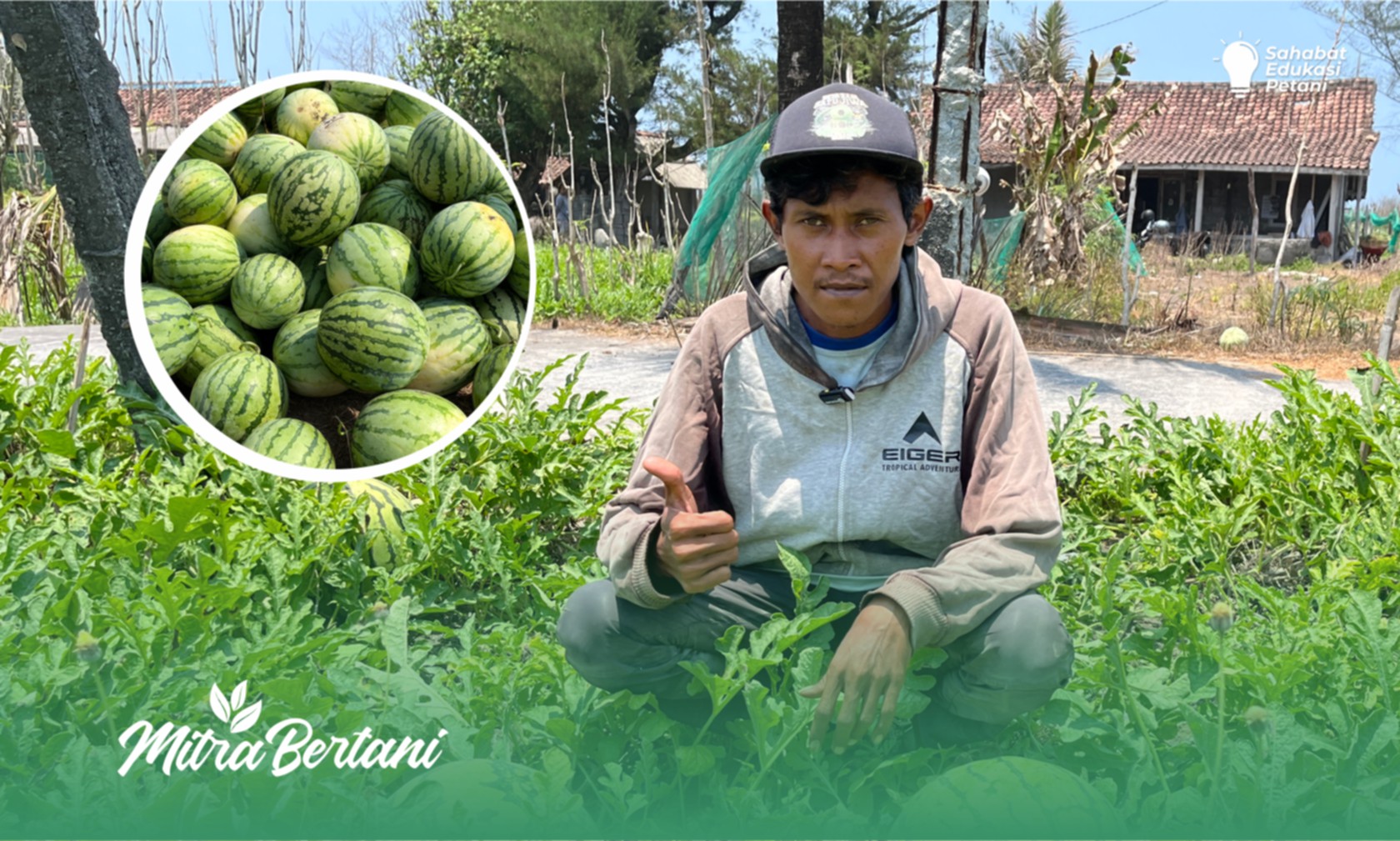 Budidaya Semangka : Kualitas Buah Berkelas, “Hora Umum” 14 kg/Buah