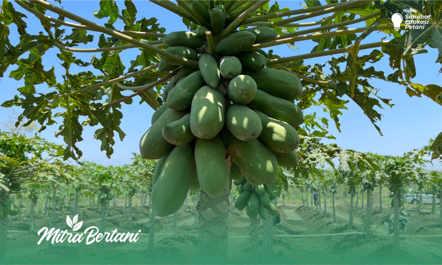 Budidaya Pepaya : Fastastis!! Menghasilkan Pepaya dengan Petikan 100 kg/Tanaman