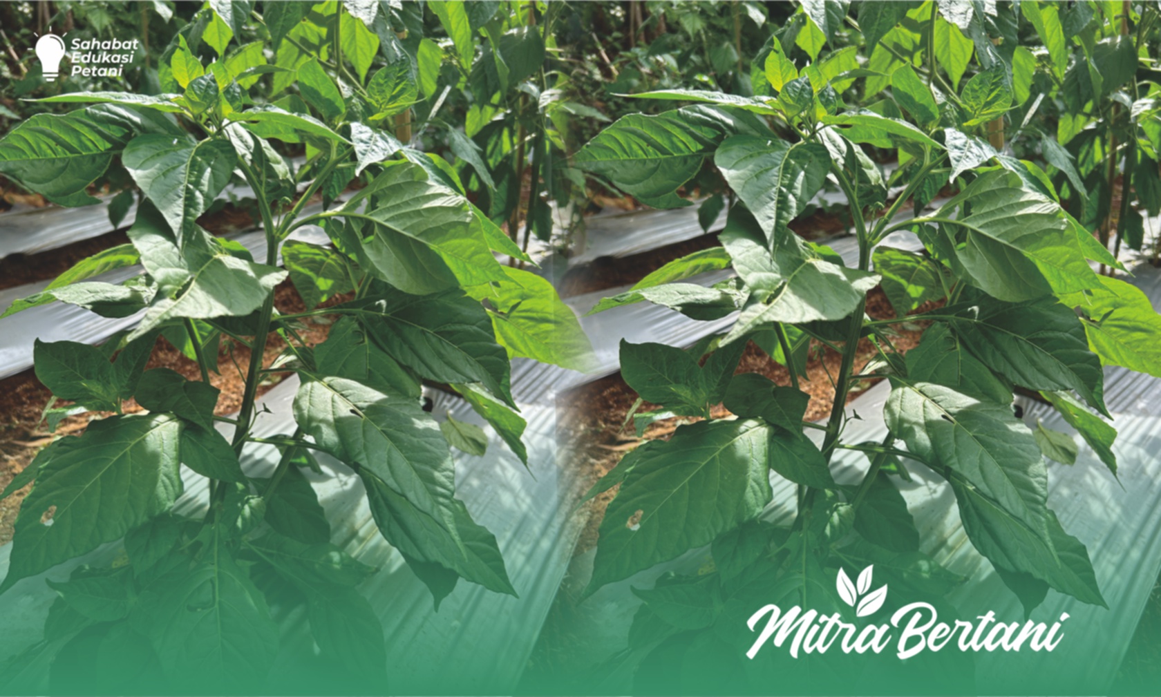 Budidaya Cabai : Tips Budidaya Cabai  diLahan Tanah Liat