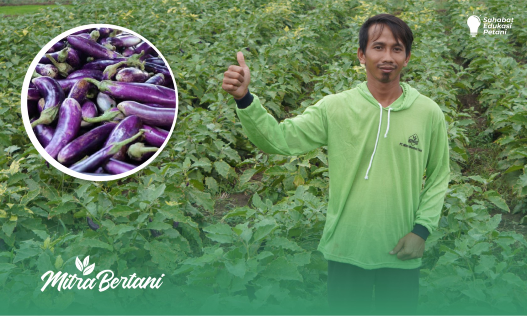 Budidaya Terong : Solusi Pertanian Berkelanjutan, Tanpa Pupuk Dasar