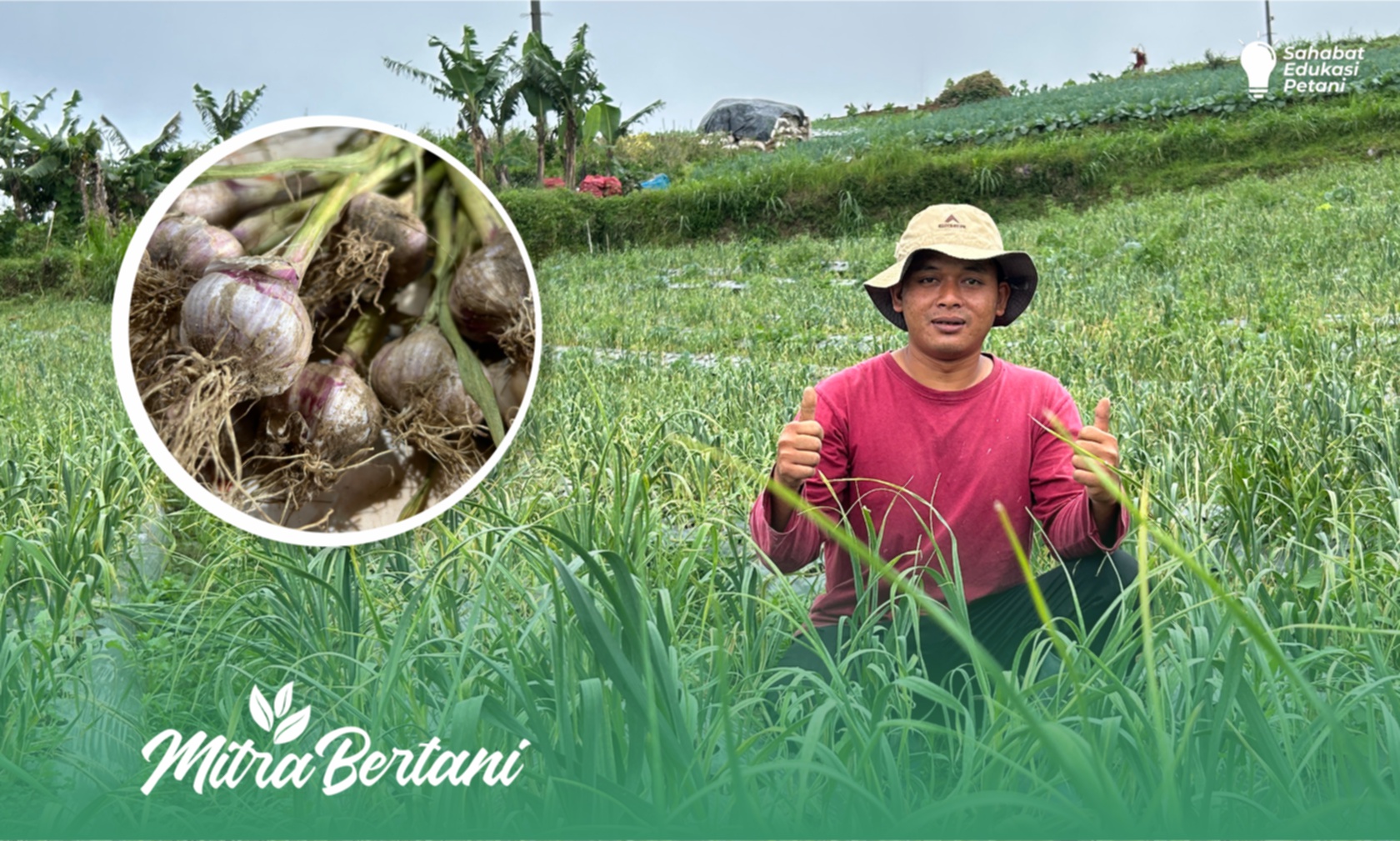 Budidaya Bawang Putih : Cara Tanam Si Protagonis Agar Berbuah Manis