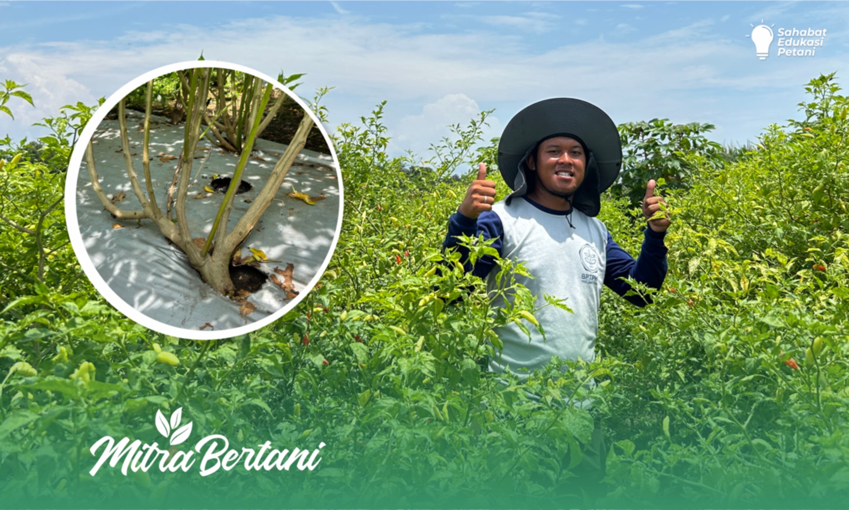 Budidaya Cabai : Usia 1 Tahun dengan Kondisi Super Sehat dan Produktivitas Meledak