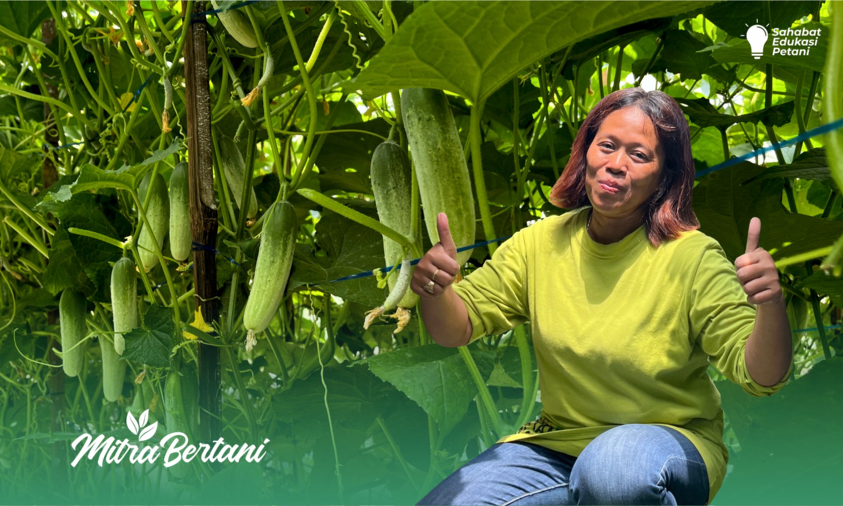 Budidaya Timun Baby : Menumbuhkan Tanaman yang Sehat dan Bebas Fungsida.
