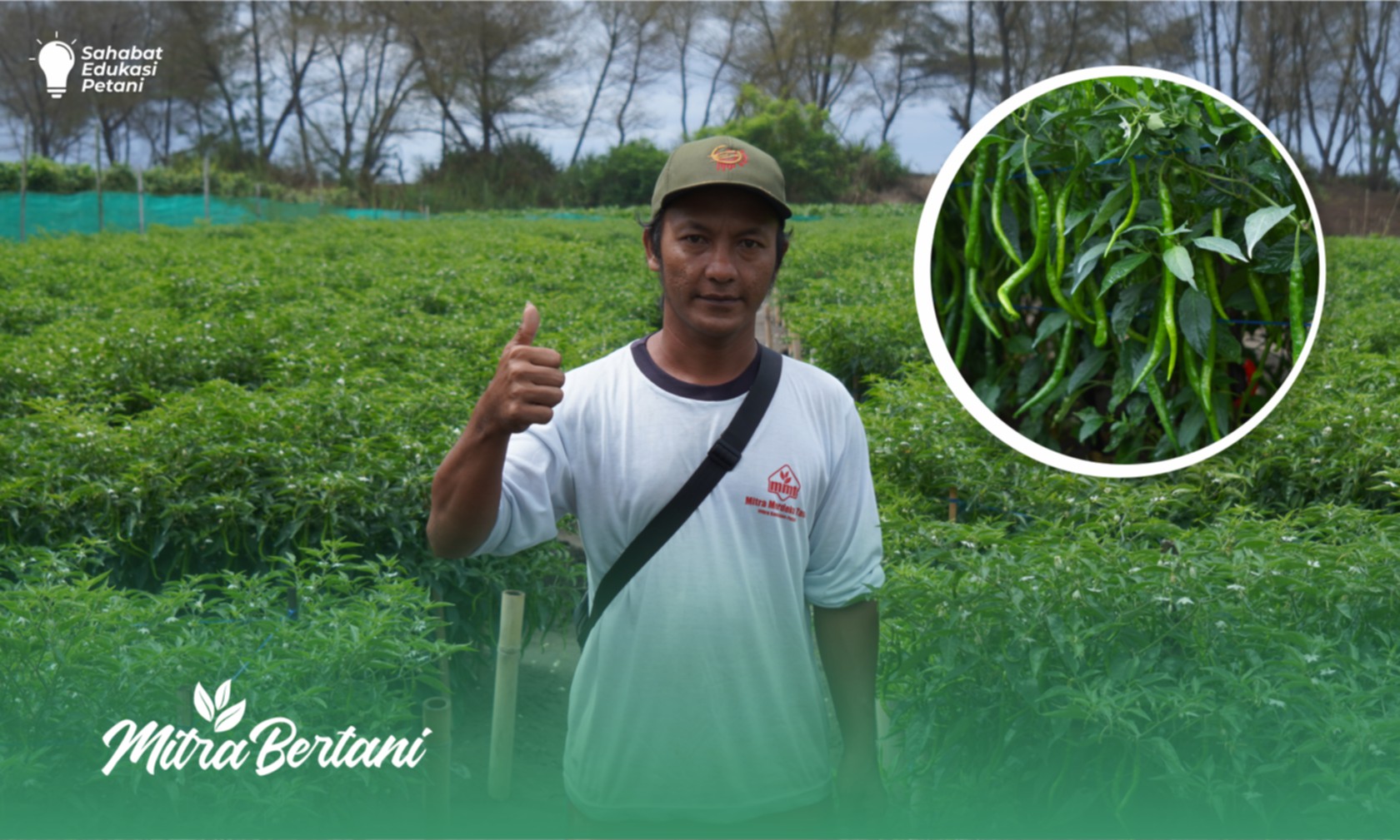 Budidaya Cabai : Seni Budidaya Cabai di Tanah Berpasir tanpa Plastik Mulsa 