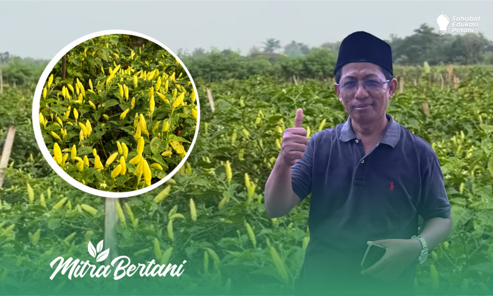 Budidaya Cabai : Lahan Bekas Tanpa Pupuk Dasar Hasil diluar Nalar