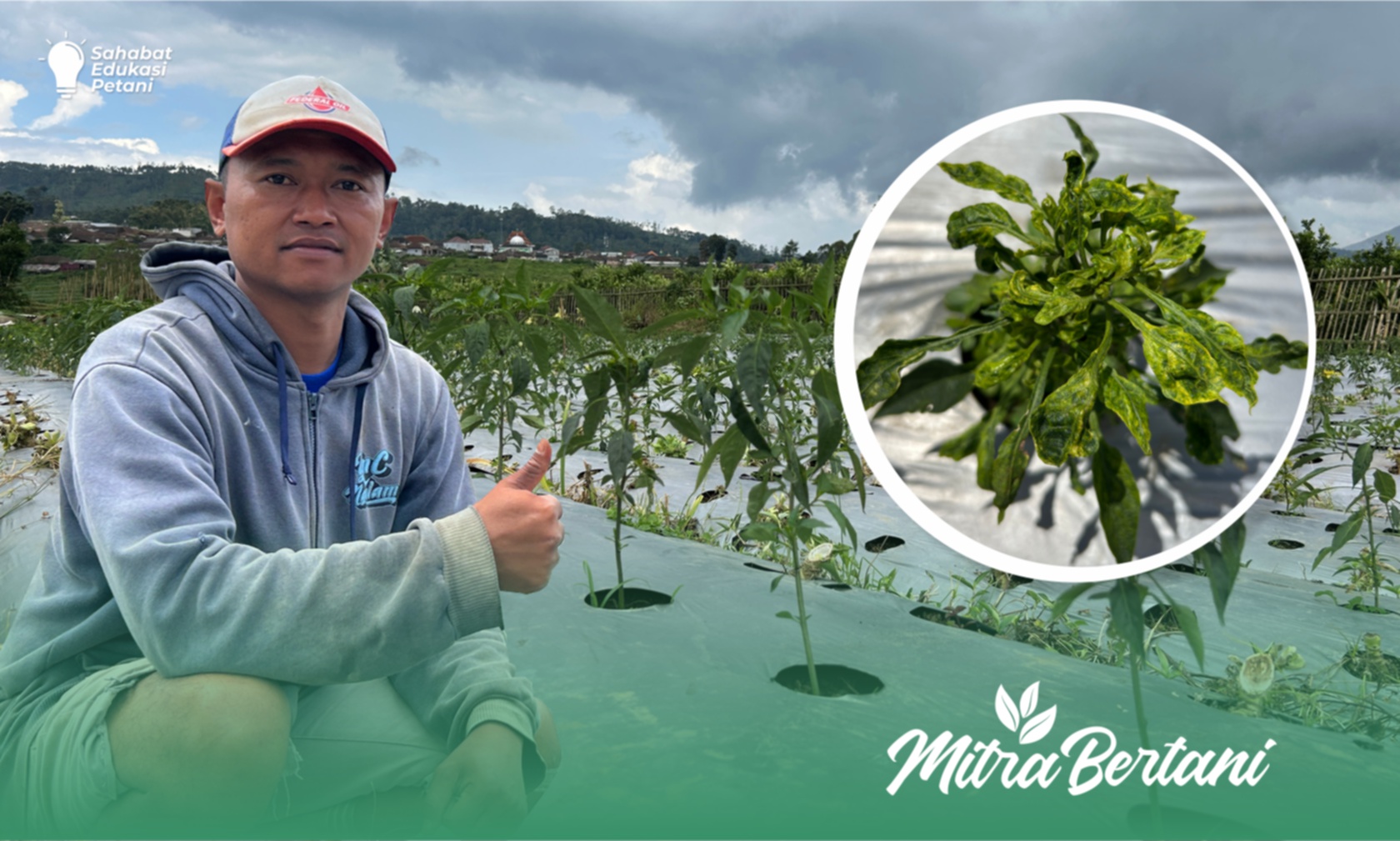 Budidaya Cabai Besar : Racikan Pemulih Keriting Daun Paling Efektif