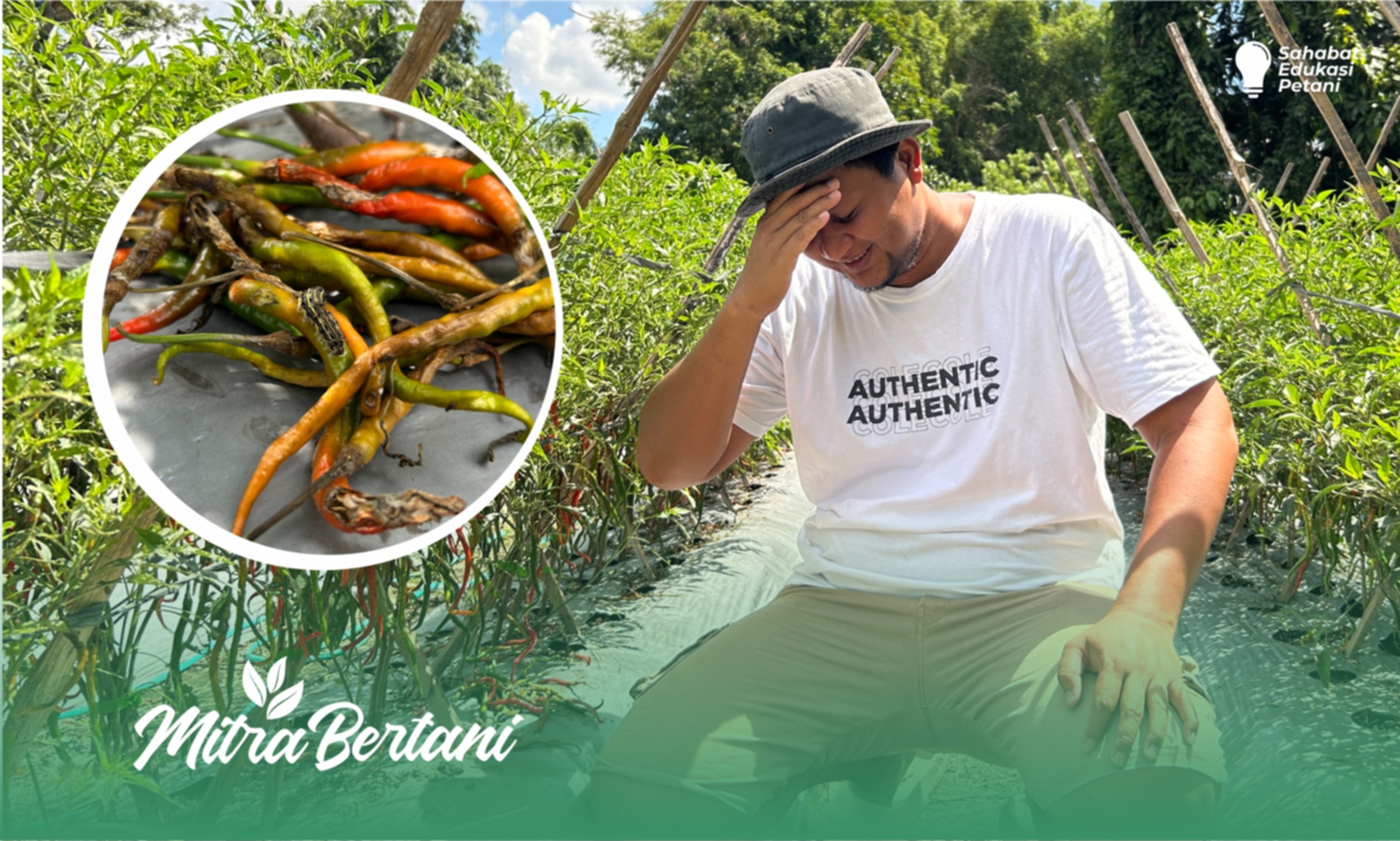 Budidaya Cabai : Cara Manjur Pemulihan Serangan Hama Ulat dan Layu