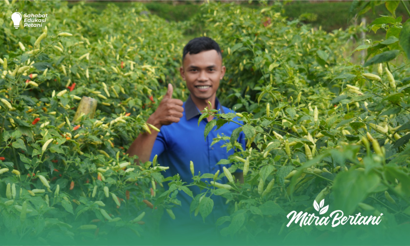 Budidaya Cabai : “Modifikasi Bukan Menghilangkan” Penerapan Metode Master Cabai